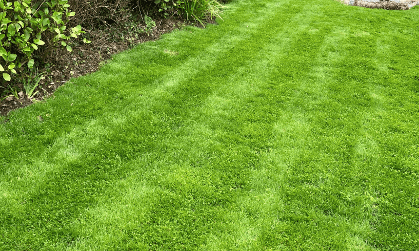 Sub-Urban Sustainable Eco-Lawn